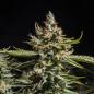 Preview: Samen 3x Bruce Banner feminisiert Blow Seeds
